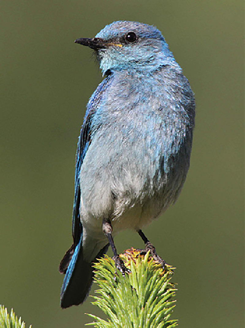 MountainBluebird EdnaMason